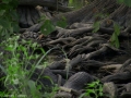 Cibolo Nature Center CNC2