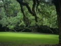 Jungle Gardens, Avery1