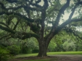 Jungle Gardens, Avery2