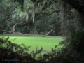 Jungle Gardens, Avery3