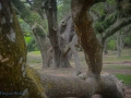 Jungle Gardens, Avery4