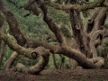 Jungle Gardens, Avery5