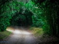 Jungle Gardens, Avery6