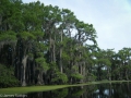 Caddo Lake 2013 CL3