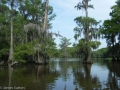 Caddo Lake 2013 CL2