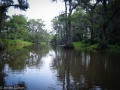 Caddo Lake 2013 CL1