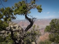 Grand Canyon GC6