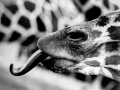 Giraffe 1973