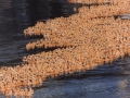 Duck Race Houston 1998
